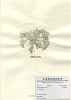 藏品(波氏粉枝藻)的圖片